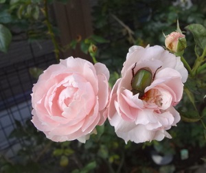 薔薇日記・・・バラの花を食べるコガネムシ | トールペイント教室 アトリエ紫苑
